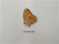 藏品(蛺蝶科(1))的圖片